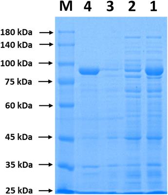 Cadaverine Production From L-Lysine With Chitin-Binding Protein-Mediated Lysine Decarboxylase Immobilization